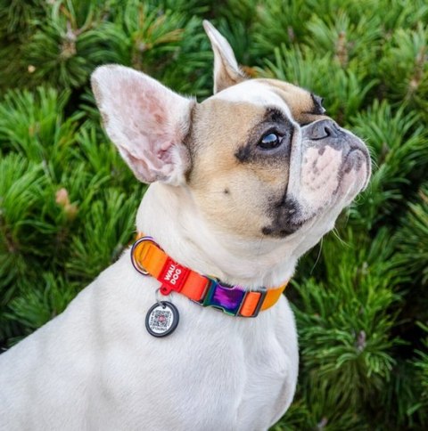 Collar WauDog Recycled Obroża nylonowa z QR-paszportem, gradient S 15mm x 25-35cm pomarańczowy