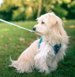 Zolux Szelki oddychające z siatki M turkusowe