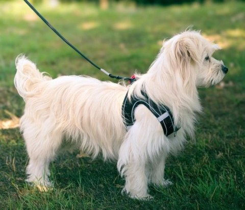 Zolux Szelki oddychające z siatki XS czarne