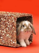 Little One Tunel warzywny duży 410g