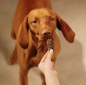 Carnilove Dog Jerky Turkey & Rabbit - indyk i królik 100g