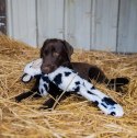 Zolux Zabawka pluszowa Furry Farm Krowa Isache 60cm