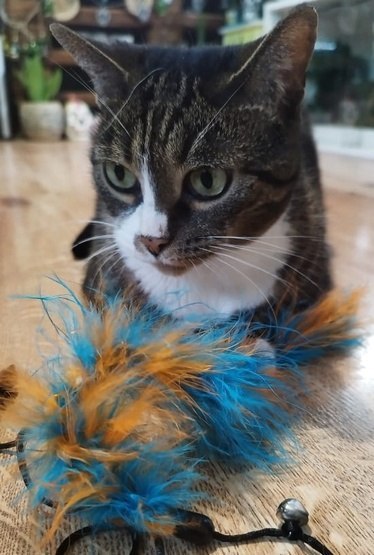 Dingo Wędka dla kota - ogonek z piór niebiesko-pomarańczowy