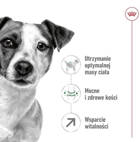 Royal Canin Mini Adult 8+ karma sucha dla psów starszych od 8 do 12 roku życia, ras małych 800g