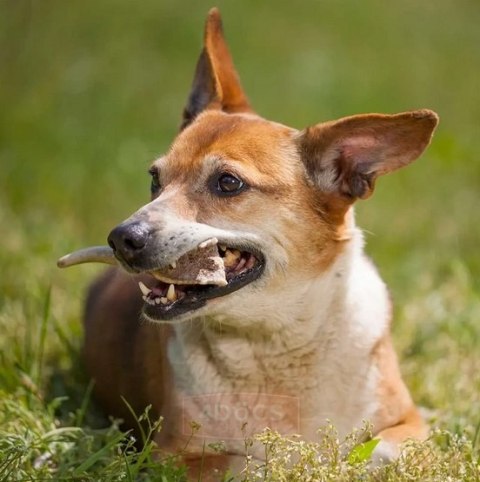 4DOGS Gryzak z poroża L hard