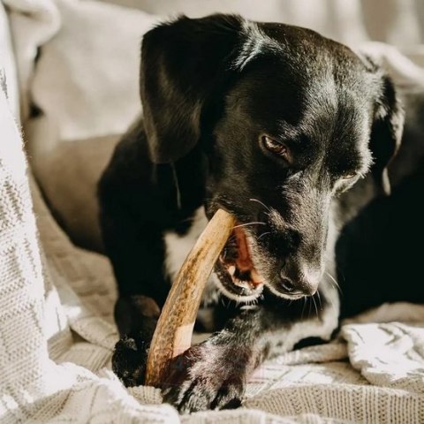 4DOGS Gryzak z poroża XXL hard