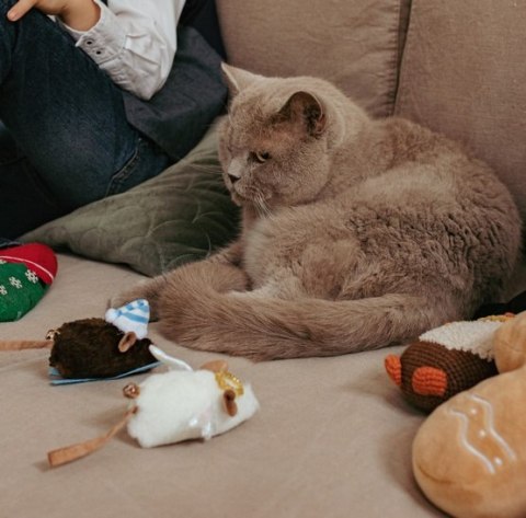 Dingo Zabawka dla kota - Mysz Narciarz