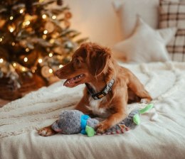 Dingo Zabawka dla psa pluszowa - Miś Yoko 36cm