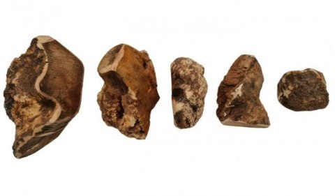 4DOGS Gryzak z korzenia drzewa wrzosowego S